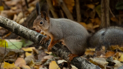 Naklejka na ściany i meble autumn squirrel in the forest is eating something