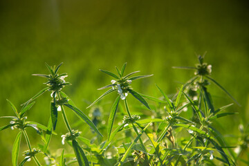 Grass Leucas aspera with white flower