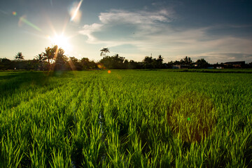 Green rice plant in the late afternoon