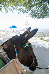 Head of Donkey with greek town in background - 539651711