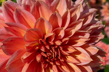 a blooming dahlia in autumn