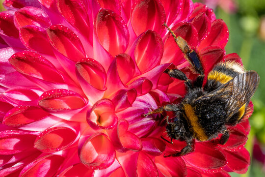 bee on a red dahlia flower