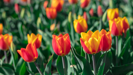 Large orange-yellow tulips in a flower bed.