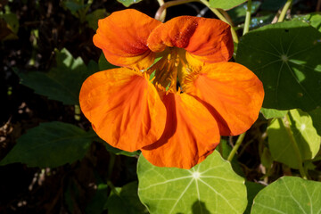 orange flower in the garden