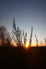 A beautiful morning, sunrise and some plant in Kokkola, Finland