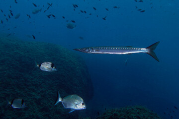 Yellowmouth barracuda or yellow barracuda (Sphyraena viridensis) in Mediterranean Sea