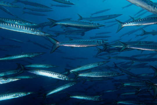 Yellowmouth barracuda or yellow barracuda (Sphyraena viridensis) in Mediterranean Sea