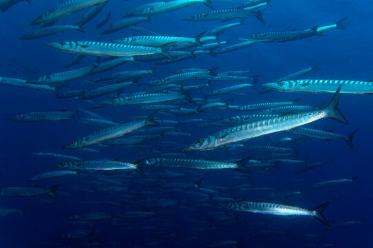 Yellowmouth barracuda or yellow barracuda (Sphyraena viridensis) in Mediterranean Sea
