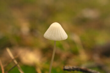 a filigree little mushroom on the forest floor in soft light. Macro shot nature