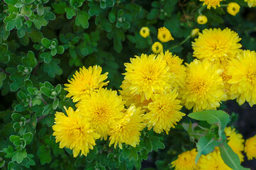 yellow chrysanthemums with green leaves in the autumn garden.