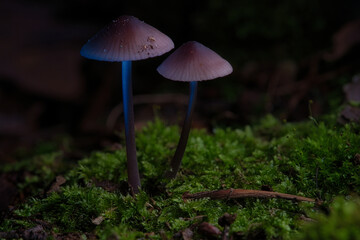 Fototapeta premium two filigree small mushrooms on moss with light spot in forest. Forest floor