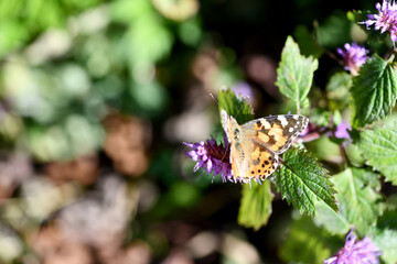 Autumn Wild Flower Butterfly in the Korean Mountains