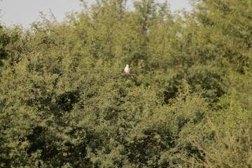 Single Eurasian collared dove perched amongst green foliage