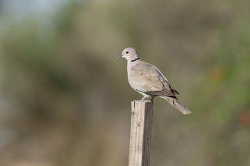 Close-up of an Eurasian collared dove on a perch