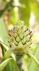 closeup of a baby green pineapple blooming from its flower in the agriculture farm