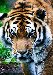 portrait of a tiger