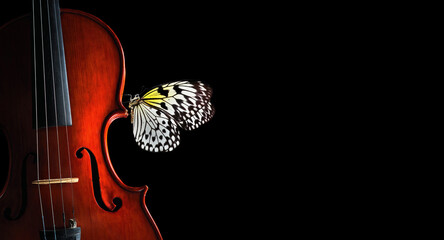 beautiful tropical butterfly on violin. music concept. copy space. idea leuconoe. rice paper...