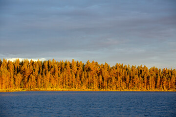 Coniferous forest by the lake during golden hour in the evening in Northern Finland, Europe - 539656537