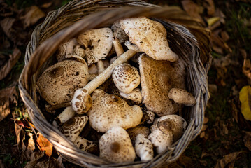 Parasol mushrooms ( Macrolepiota procera ) in basket. Parasol mushrooms The mushroom may be eaten raw. It is popular soaked in butter.