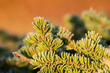Naklejka na ściany i meble Frosty spruce needles in warm light during late autumn sunrise in Northern Finland
