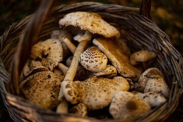 Parasol mushrooms ( Macrolepiota procera ) in basket. Parasol mushrooms The mushroom may be eaten raw. It is popular soaked in butter.