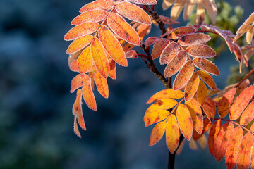 Colorful and bright rowan leaves, Sorbus aucuparia on a cold morning during autumn foliage in Finnish Lapland