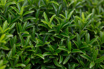 Young sprout in springtime,Closeup. spring green leaves on a bush. A shrub branch on a blurry green background, selective focus. The concept of a new life.