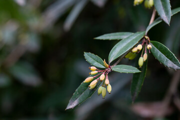 Barberry Berberis vulgaris branch with fresh non ripe green berries on natural green background.