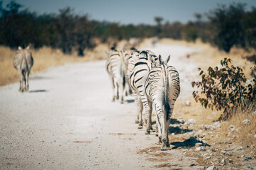 Rückansicht einer Gruppe Zebras, die hintereinander entlang einer Straße im Etosha Nationalpark...
