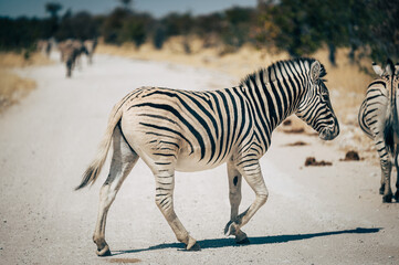 Fototapeta na wymiar Zebra überquert eine Straße im Etosha Nationalpark (Namibia)