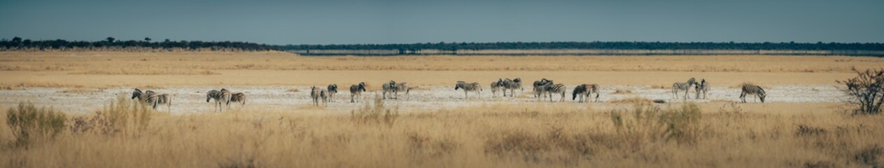 Fototapeta na wymiar Panoramabild - Gruppe Zebras in der Trockensavanne (Etosha Nationalpark, Namibia)