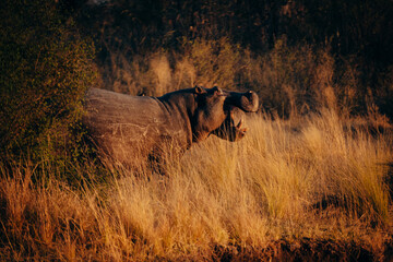 Flusspferd steht im Licht der aufgehenden Sonne mit geöffnetem Maul am Ufer des Kwando River,...