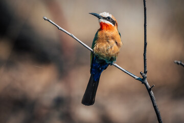 Weissstirnspint, Bienenfresser (Merops bullockoides) am Ufer des Kwando River, Caprivi, Namibia,...