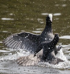 Closeup of Eurasian coots playing in the water