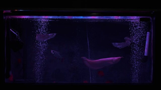 Aquarium contains arowana fish and red blood parrot fish