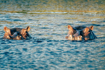 Zwei beobachtende Flusspferde im Wasser des Kwando River (Caprivi, Namibia)