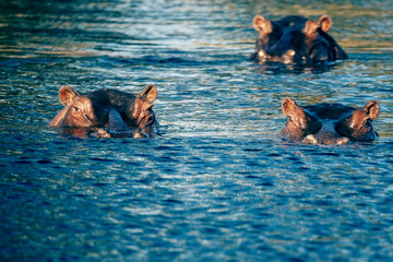Drei beobachtende Flusspferde im Wasser des Kwando River (Caprivi, Namibia)