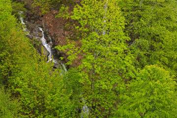 Spring forest, top view. Young green leaves on trees in April, natural background
