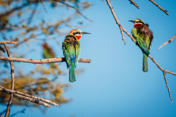 Zwei Weissstirnspinte, Bienenfresser (Merops bullockoides) in einem Baum am Ufer des Kwando River,...