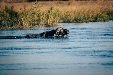 Fototapeta premium Portrait eines durch das Wasser schwimmenden Kaffernbüffel (Syncerus caffer) im Marschland des Kwando River (Caprivi, Namibia)
