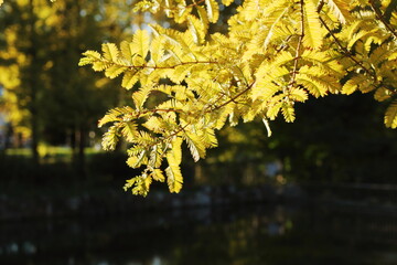 夕暮れ時の公園で黄色に輝くメタセコイアの葉
