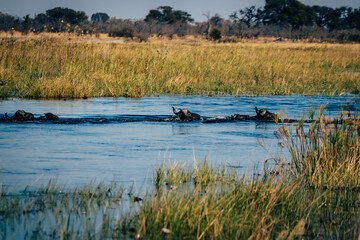 Zwei durch den Fluss schwimmende Kaffernbüffel (Syncerus caffer) im Marschland des Kwando River (Caprivi, Namibia)