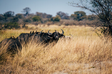 Portrait eines Kaffernbüffel (Syncerus caffer) mit vielen Madenhackern auf dem Rücken  im...