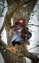 Bateleur Eagle Portrait