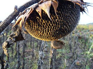 Ripe sunflower crop in the field, baskets with seeds for oil production