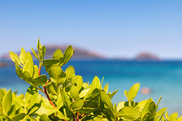 Mediterranean bush, in the background a turquoise sea