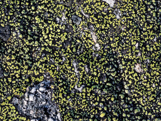 Natural texture of a stone covered with lichen. Lichenes patterns on a rock surface. Natural background. Closeup top view. The nature of the Arctic. Polar region.
