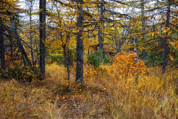 Fototapeta premium Autumn forest. Trees, bushes and grass in the forest. Yellow autumn foliage. Trunks of larch trees. Walks in the forest and outdoor activities. Fall season. Beautiful natural background.