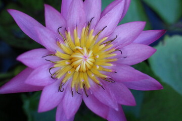 Obraz na płótnie Canvas close up of purple lotus flower