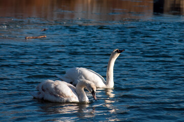 white swans group on the lake swim well under the bright sun